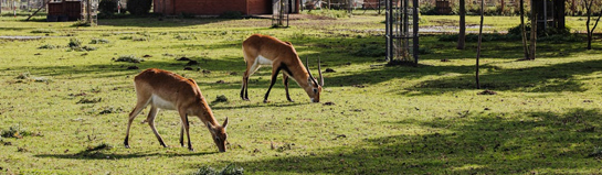 Tolk-Schau Tolk Schleswig-Holstein Freizeitpark