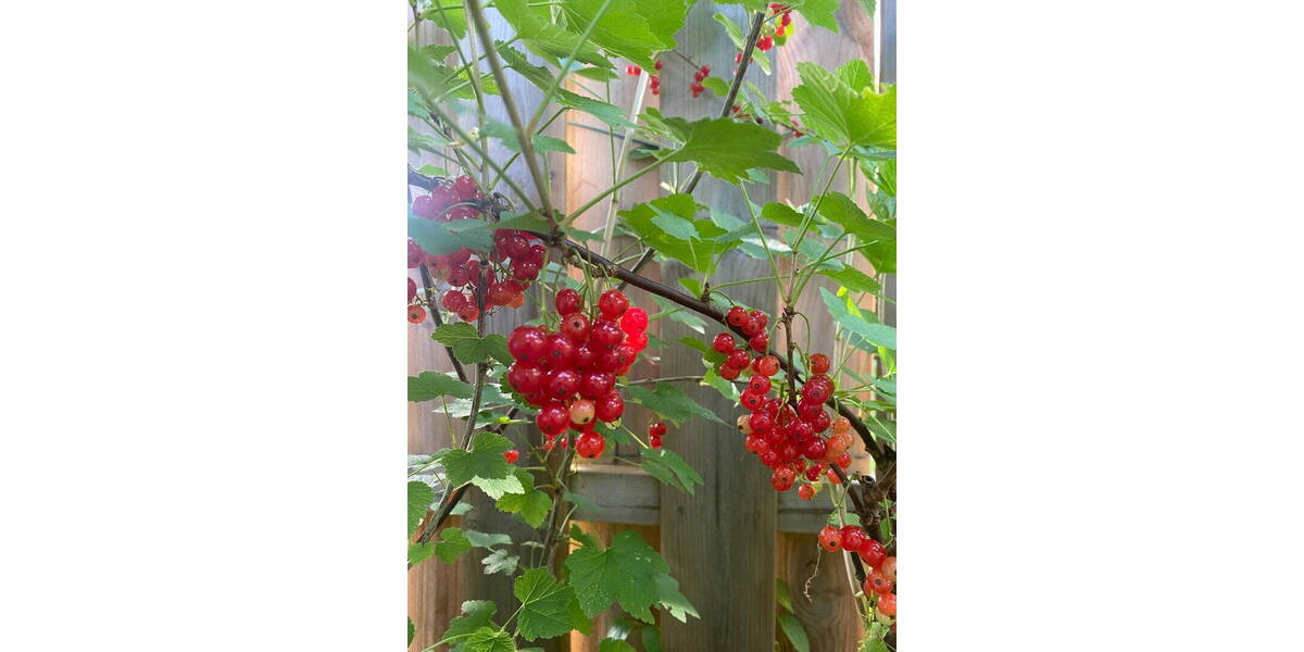 Reihenmittelhaus Hamburg Lokstedt - 4 Zimmer, 100 m&sup2;, 670.000&euro; | Angebot:26128175