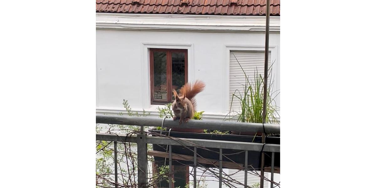 Etagenwohnung Hamburg Sternschanze - 2.5 Zimmer, 59 m&sup2;, 469.000&euro; | Angebot:24847631