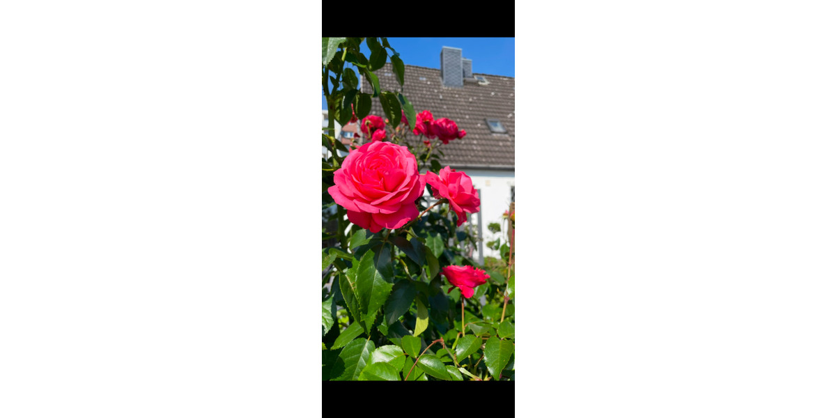 Einfamilienhaus Wedel - 6 Zimmer, 112 m&sup2;, 2.100&euro; | Angebot:24536085