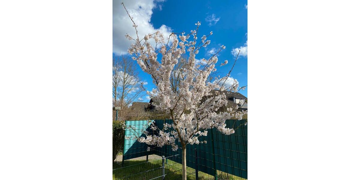 Doppelhaushälfte Hamburg Harburg - 5 Zimmer, 146 m&sup2;, 619.000&euro; | Angebot:26085705