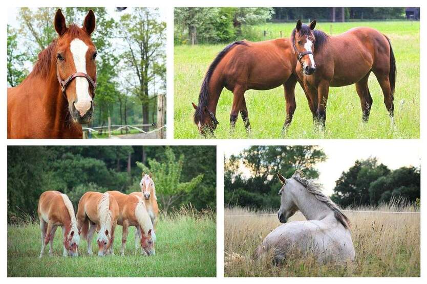 Romantische Finca mit Stallungen und Pferdeweide 8 zimmer