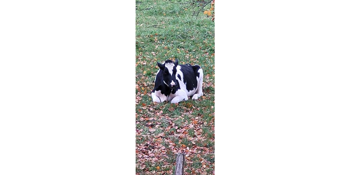 Etagenwohnung Bönningstedt - 4 Zimmer, 90 m&sup2;, 1.500&euro; | Angebot:25395219