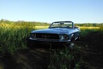 Mustang