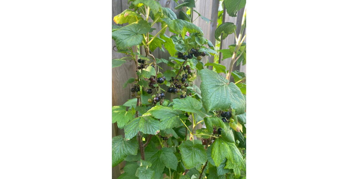 Reihenmittelhaus Hamburg Lokstedt - 4 Zimmer, 100 m&sup2;, 670.000&euro; | Angebot:26128175