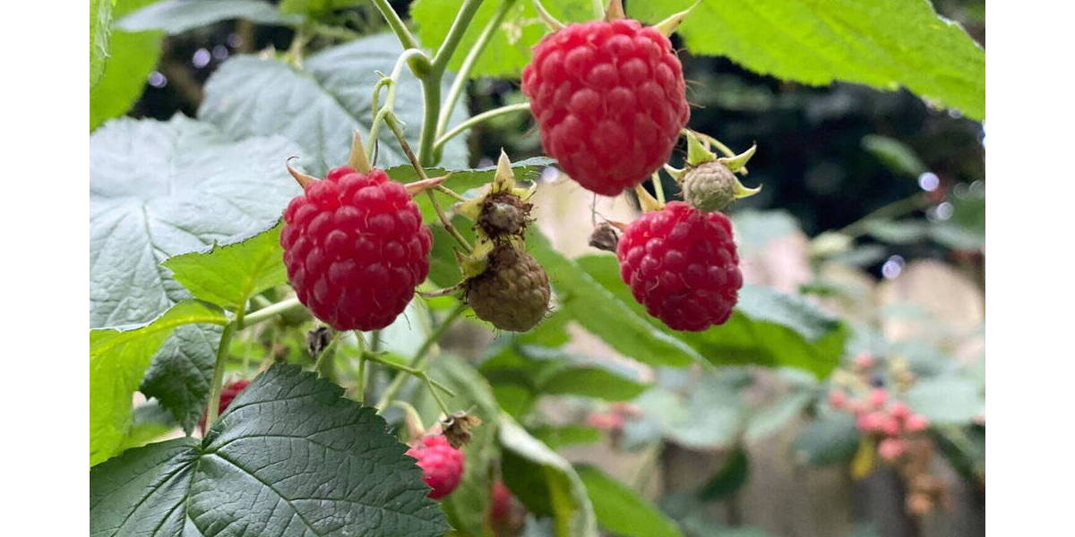 Reihenmittelhaus Hamburg Lokstedt - 4 Zimmer, 100 m&sup2;, 670.000&euro; | Angebot:26128175