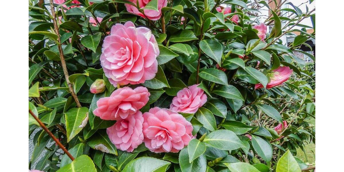 Reihenendhaus Hamburg Heimfeld - 5 Zimmer, 92 m&sup2;, 499.000&euro; | Angebot:26260891