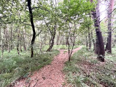 ATTRAKTIV FÜR FREIZEIT ODER IDEAL FÜR PROJEKTIERER - Grundstück Pinneberg | Angebot:27067913