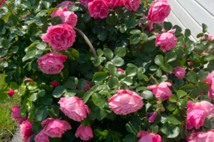 Einfamilienhaus zu vermieten 6 zimmer