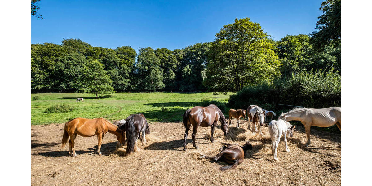 Grundstück Hamburg / Wohldorf-Ohlstedt Wohldorf-Ohlstedt - 920.000&euro; | Angebot:25997033