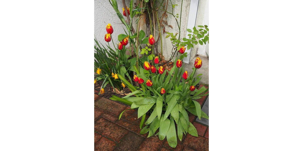 Reihenmittelhaus Hamburg Volksdorf - 4 Zimmer, 105 m&sup2;, 595.000&euro; | Angebot:26290442