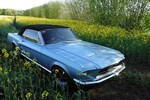 Mustang