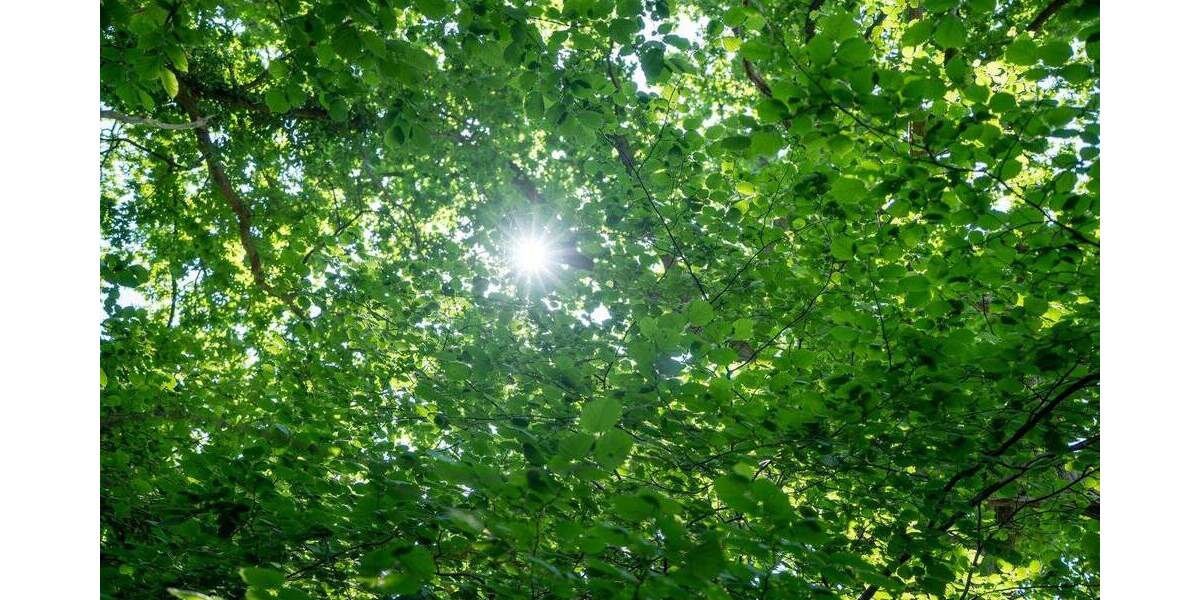 Grundstück Hamburg Blankenese - 2.950.000&euro; | Angebot:25670588