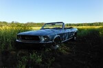 Mustang