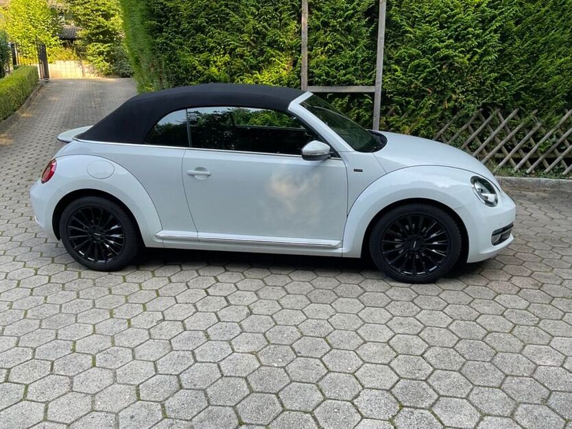 Beetle